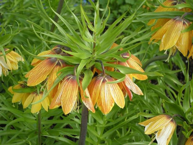 Fritillaria Striped Beauty